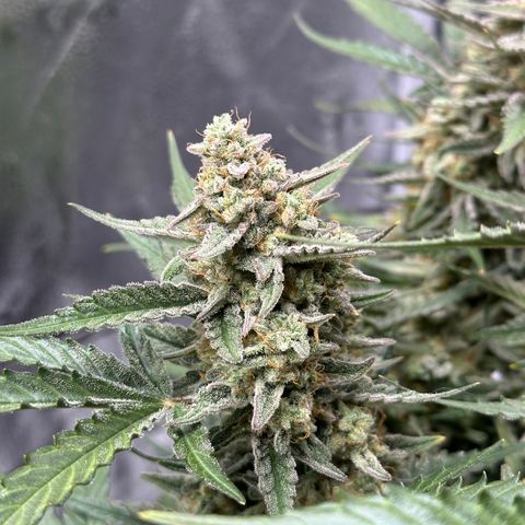 Medusa F1 growlog timeline photo