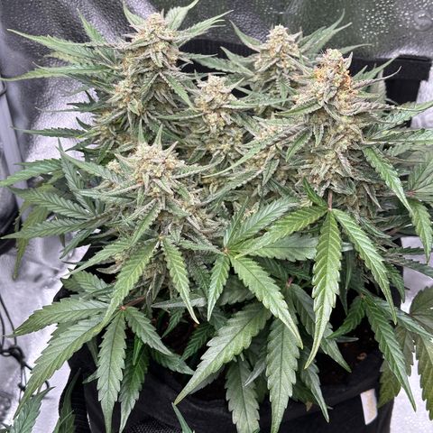 Medusa F1 growlog timeline photo