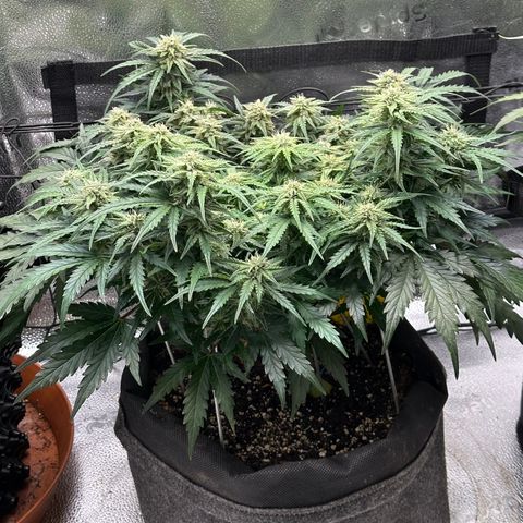 Wedding Cake 🍰 growlog timeline photo