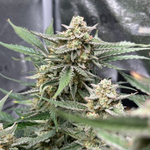 Medusa F1 growlog timeline photo