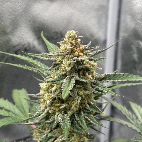 Medusa F1 growlog timeline photo