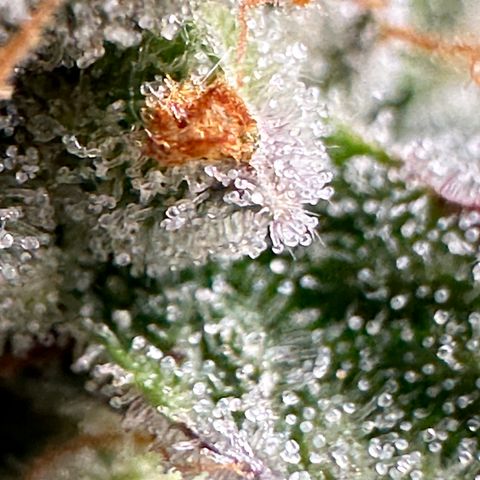 Medusa F1 growlog timeline photo