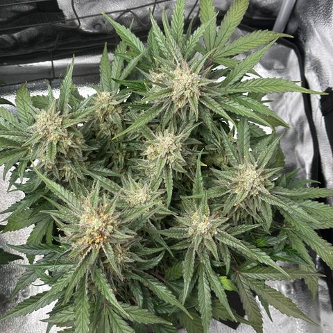 Medusa F1 growlog timeline photo