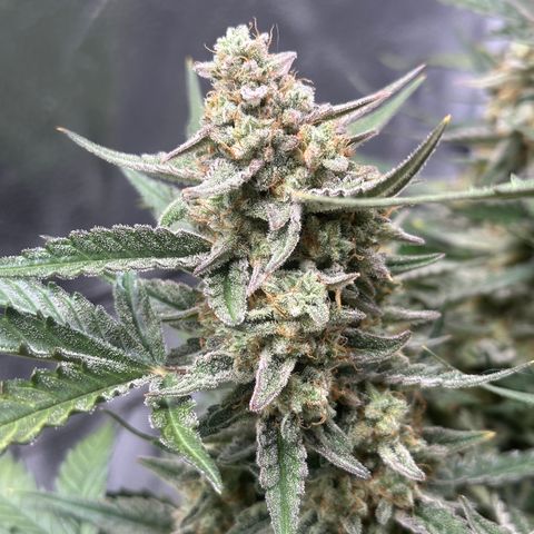 Medusa F1 growlog timeline photo