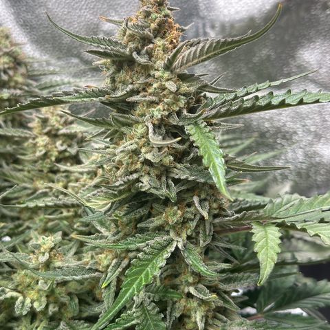 Medusa F1 growlog timeline photo