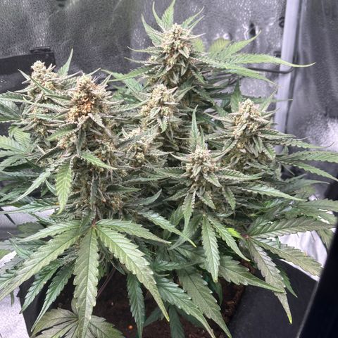 Medusa F1 growlog timeline photo