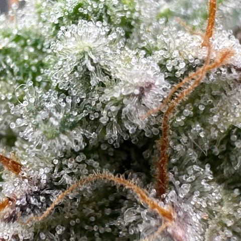 Medusa F1 growlog timeline photo