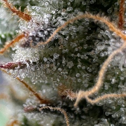 Medusa F1 growlog timeline photo