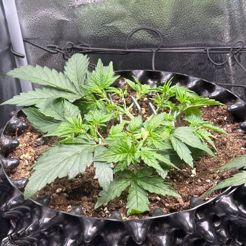 Triple G Automatic growlog timeline photo