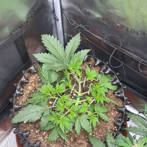 Triple G Automatic growlog timeline photo