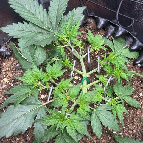 Triple G Automatic growlog timeline photo