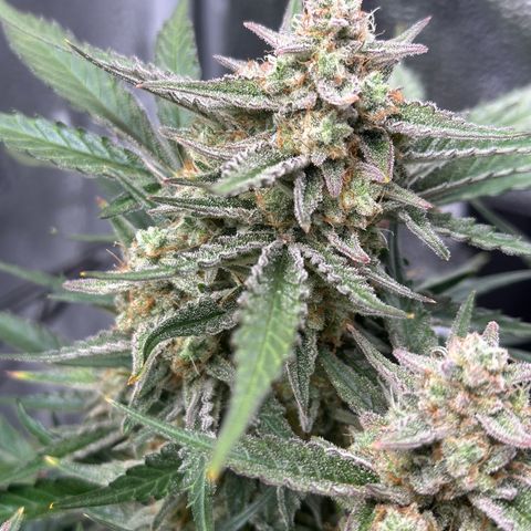 Medusa F1 growlog timeline photo