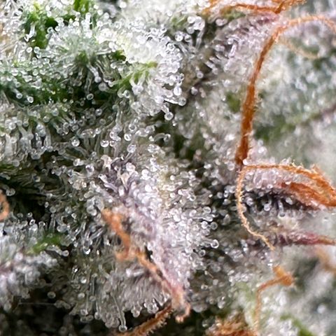 Medusa F1 growlog timeline photo