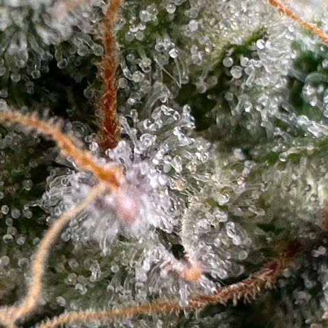 Medusa F1 growlog timeline photo