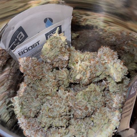 Orion F1 #2 growlog timeline photo