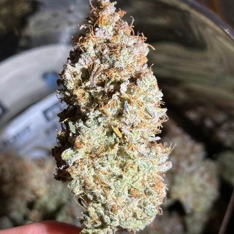 Orion F1 #2 growlog timeline photo