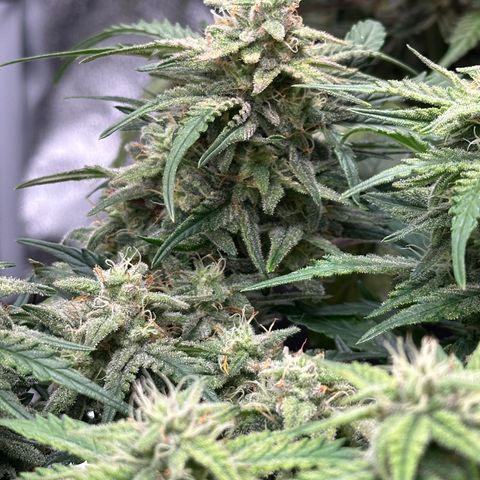 Wedding Cake 🍰 growlog timeline photo