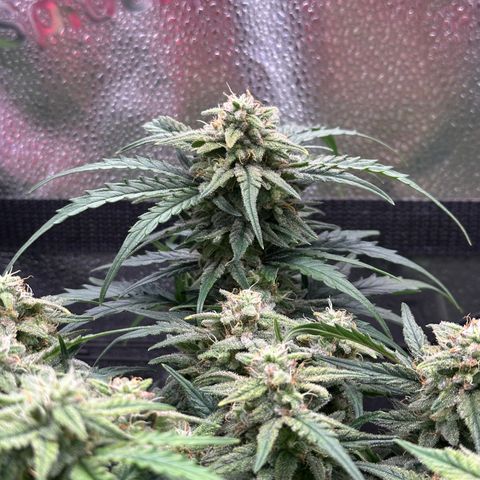 Wedding Cake 🍰 growlog timeline photo