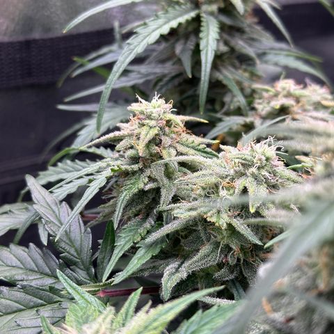 Wedding Cake 🍰 growlog timeline photo
