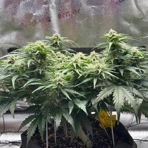 Wedding Cake 🍰 growlog timeline photo