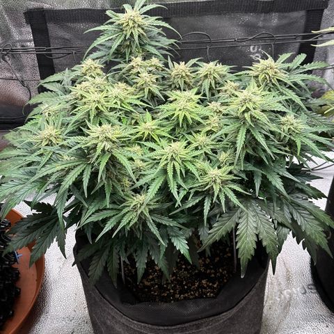 Wedding Cake 🍰 growlog timeline photo