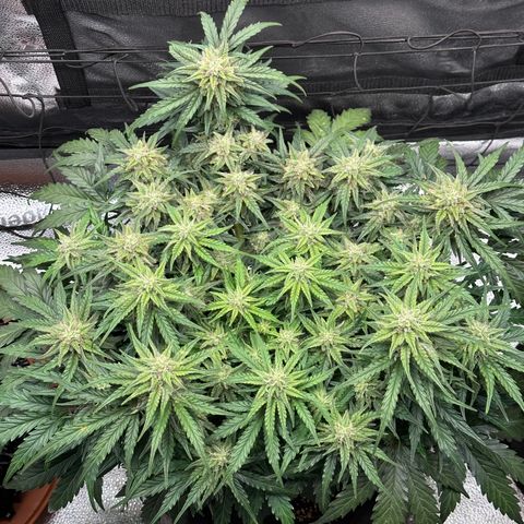 Wedding Cake 🍰 growlog timeline photo