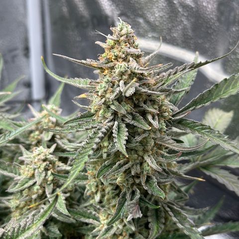 Medusa F1 growlog timeline photo