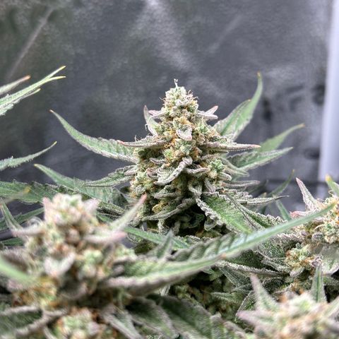Medusa F1 growlog timeline photo