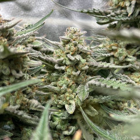 Medusa F1 growlog timeline photo