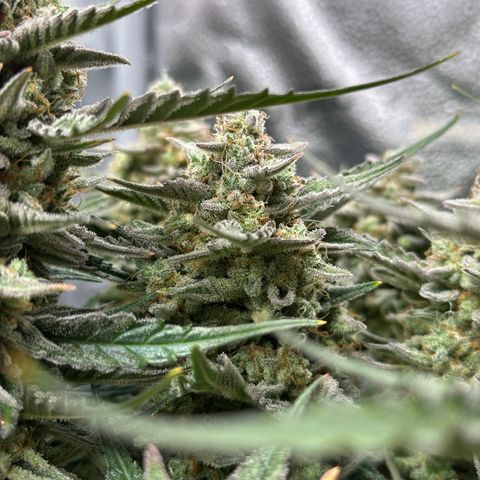 Medusa F1 growlog timeline photo