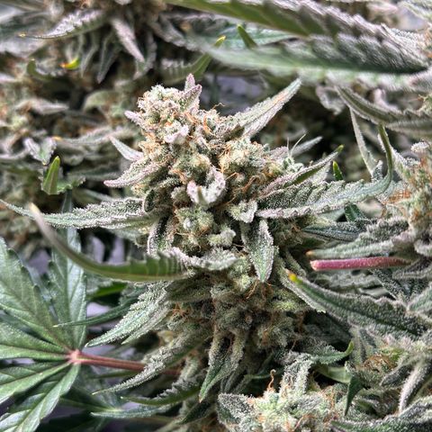 Medusa F1 growlog timeline photo