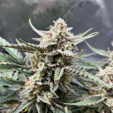 Medusa F1 growlog timeline photo