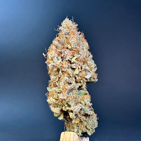 Orion F1 #2 growlog timeline photo