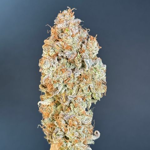 Orion F1 #2 growlog timeline photo