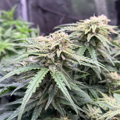 Wedding Cake 🍰 growlog timeline photo