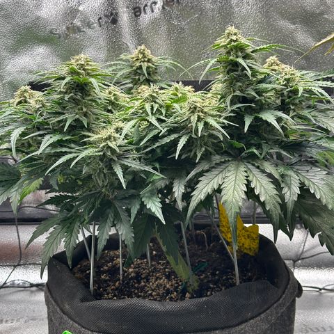 Wedding Cake 🍰 growlog timeline photo