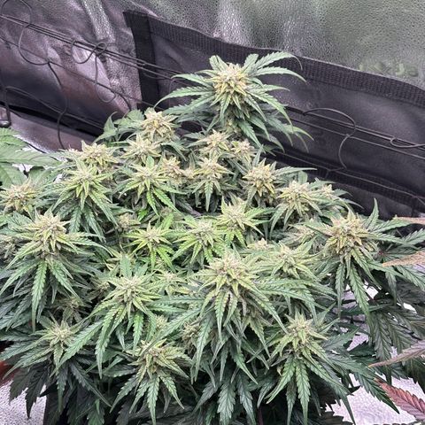 Wedding Cake 🍰 growlog timeline photo