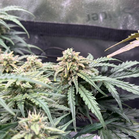 Wedding Cake 🍰 growlog timeline photo