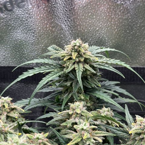 Wedding Cake 🍰 growlog timeline photo