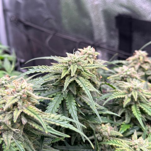 Wedding Cake 🍰 growlog timeline photo