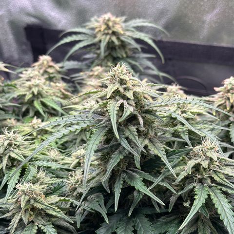 Wedding Cake 🍰 growlog timeline photo