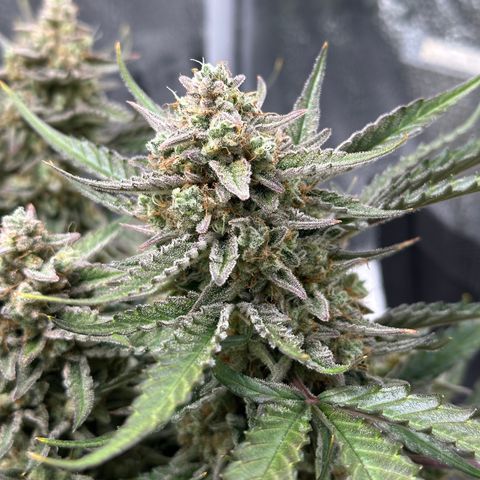 Medusa F1 growlog timeline photo