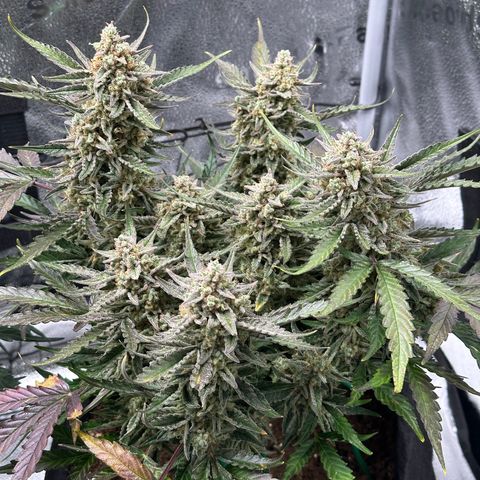 Medusa F1 growlog timeline photo