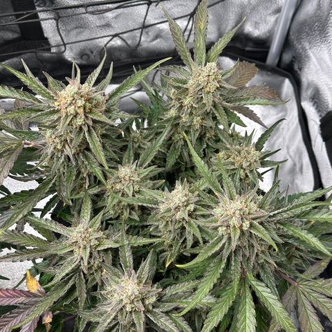 Medusa F1 growlog timeline photo