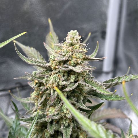 Medusa F1 growlog timeline photo