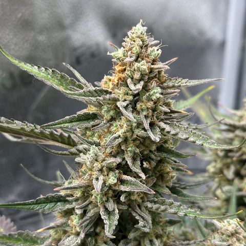 Medusa F1 growlog timeline photo