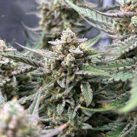 Medusa F1 growlog timeline photo