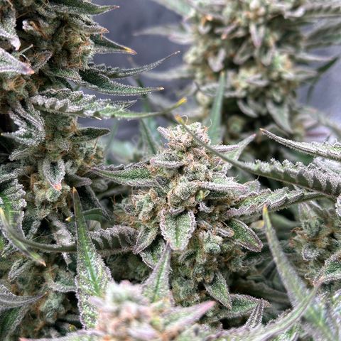 Medusa F1 growlog timeline photo