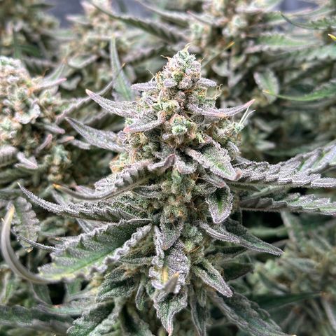 Medusa F1 growlog timeline photo