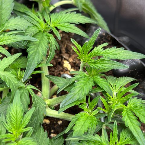 Triple G Automatic growlog timeline photo